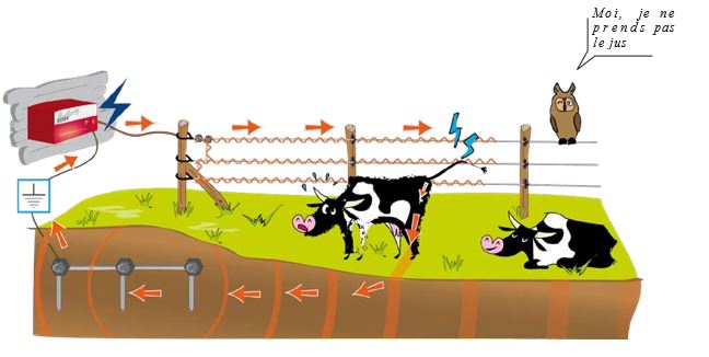 Quoi faire et ne pas faire pour avoir des clôtures électriques efficaces? -  Le Bulletin des agriculteurs