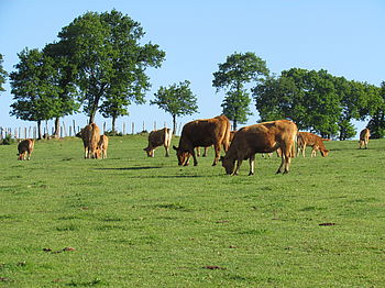 vaches allaitantes au pâturage