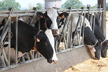 vaches laitières primholstein en batiment équipées de colliers Medria