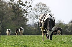 vache laitière de race primholstein au pâturage
