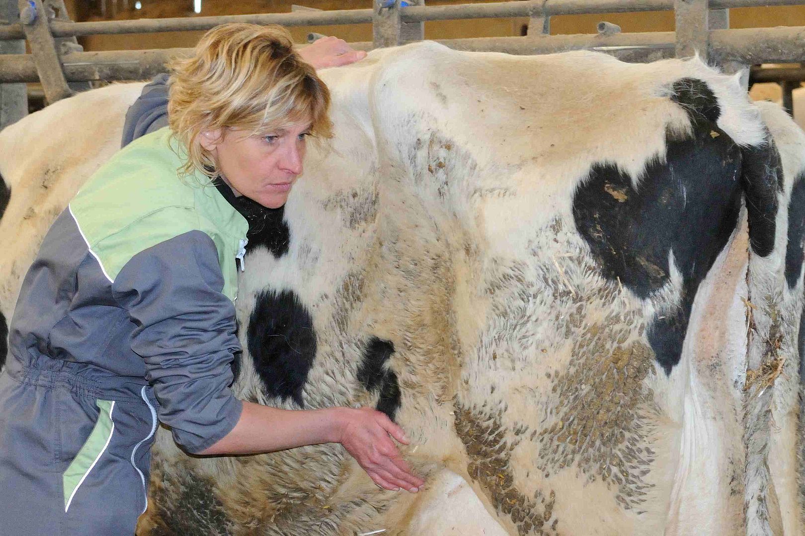 La triste hitoire vécue de la vache et du veau - Académie de massage &  Orthothérapie
